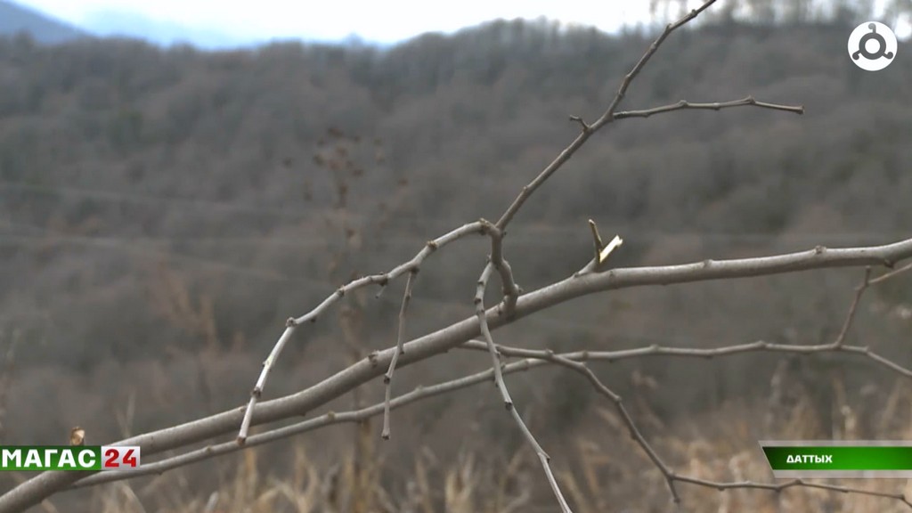 В отдаленных селах Ингушетии высадили более 300 деревьев