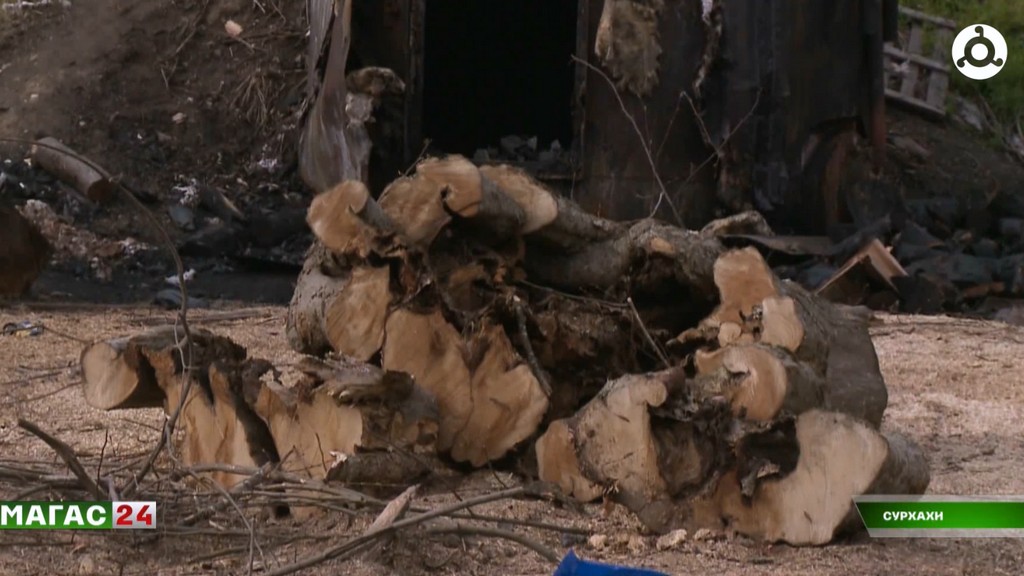 В сельском поселении Сурхахи Ингушетии местные жители забили тревогу из-за вырубки леса