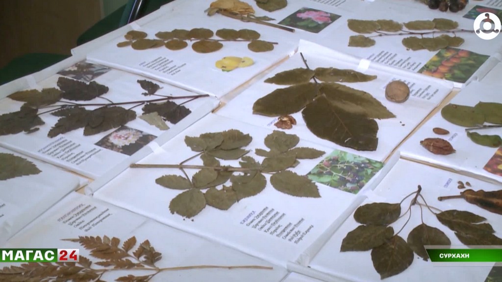 В школах Ингушетии реализуют федеральный проект "Кадры в агропромышленном комплексе"