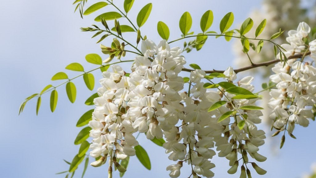 В Ингушетии высадят 12 тысяч деревьев белой акации