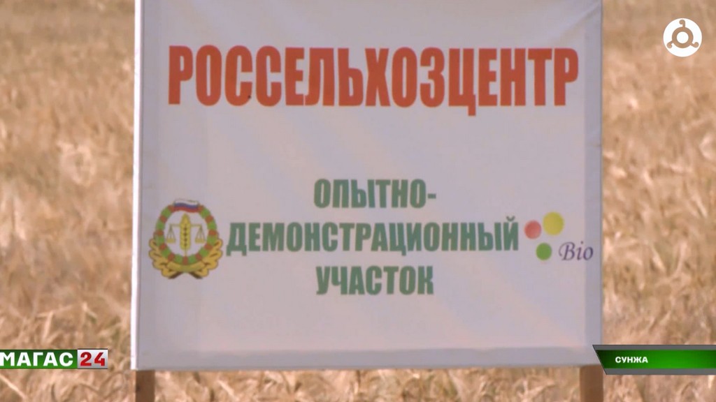 Аграрии Ингушетии собрались на полевой семинар в Сунженском районе
