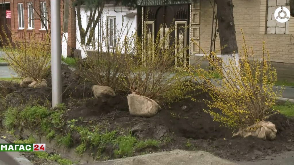 В Назрани продолжается работа по озеленению города