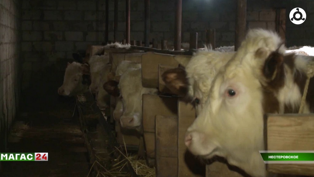 В Ингушетии стартовала сезонная вакцинация животных против ящура