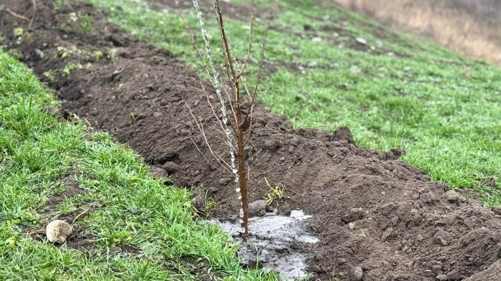 2026 год объявлен Годом экологии