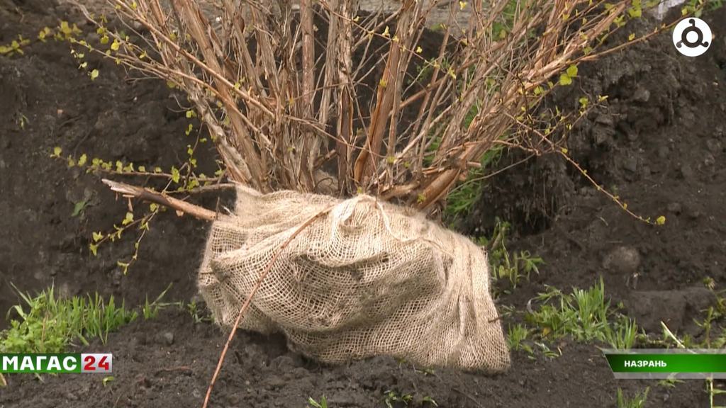 В Ингушетии озеленяют города в рамках Года экологии