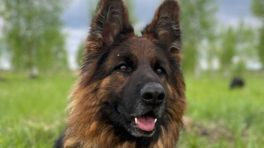 В Ингушетии с помощью служебной собаки нашли пропавшую девочку