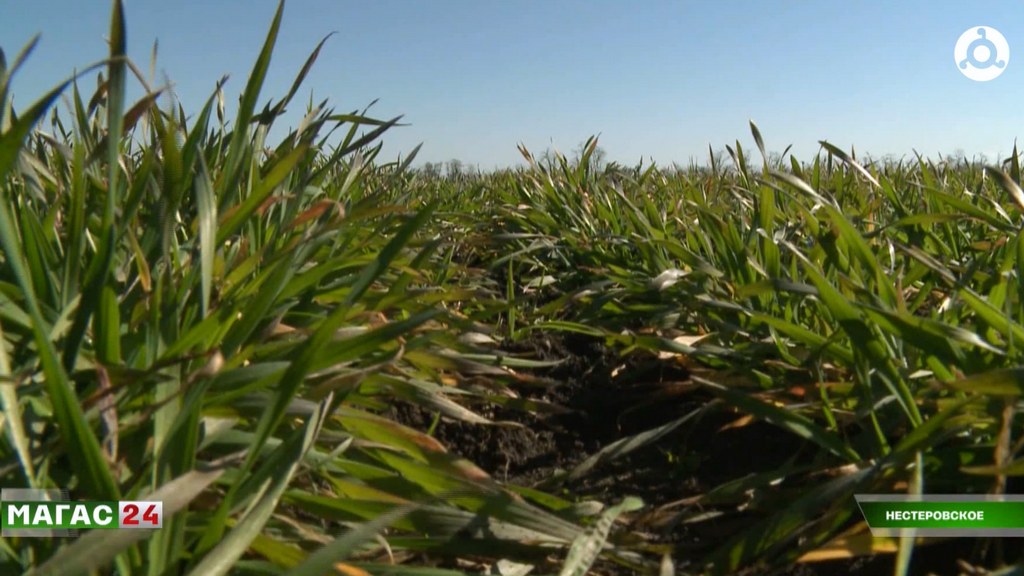 Россельхозцентр Ингушетии проводит фитомониторинг посевов