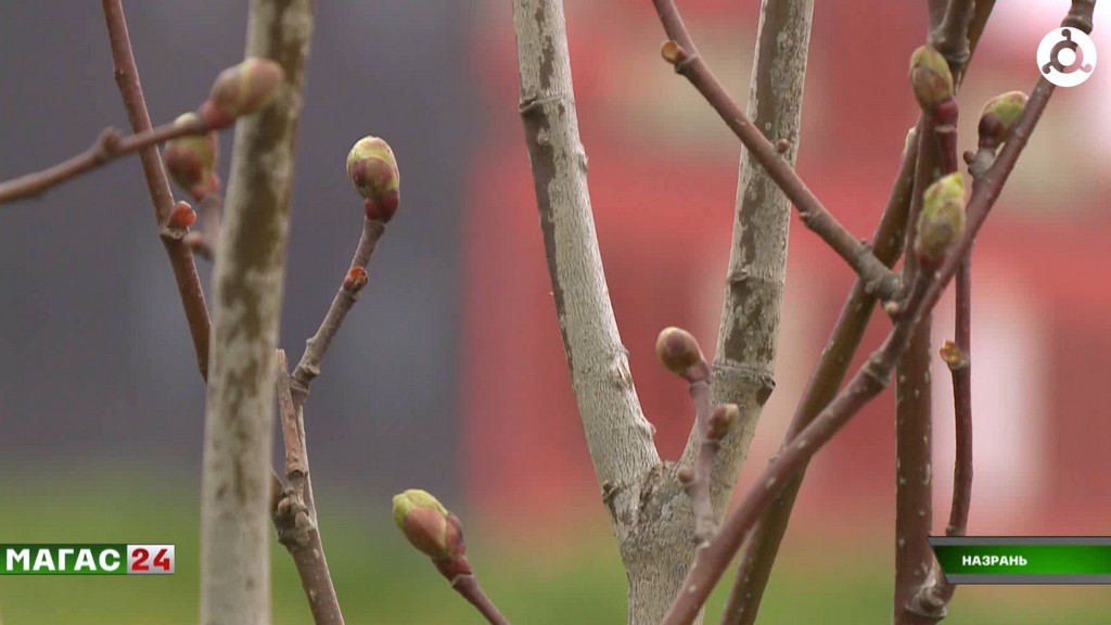 В Назрани продолжаются работы по озеленению