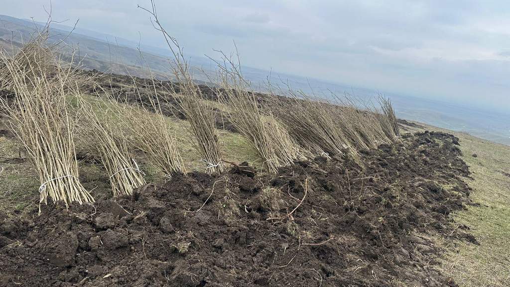 Ингушетия усиливает лесоохрану в рамках нацпроекта "Экологическое благополучие"