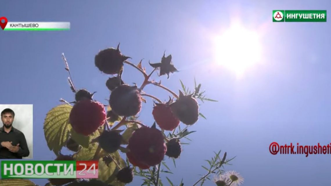В КФХ “Кодзоев” собирают урожай малины.
