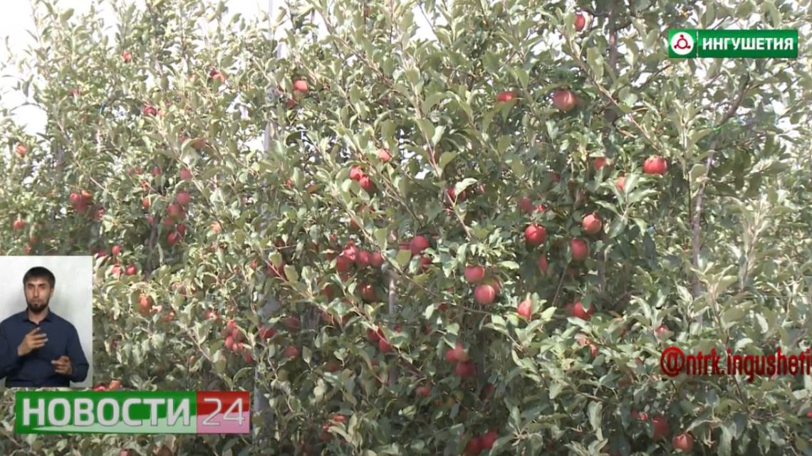 В ООО “Сад-гигант Ингушетия” собирают урожай яблок и винограда.