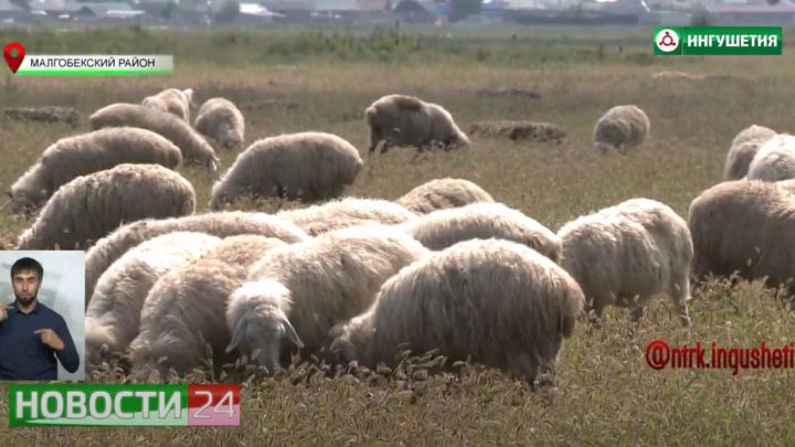 Развитие животноводства в Ингушетии.
