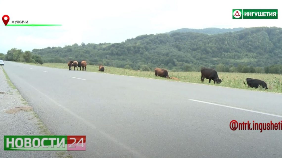 Бродячий скот на дорогах региона часто становится причиной ДТП.