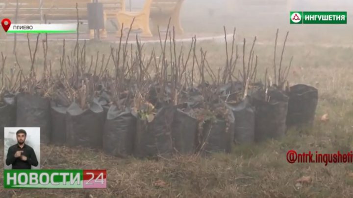 Акция “Сады поколений” прошла в сельском поселении Плиево.