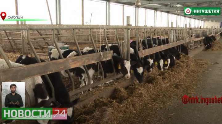 Магомед Евлоев оценил перспективы развития молочно – мясного комплекса