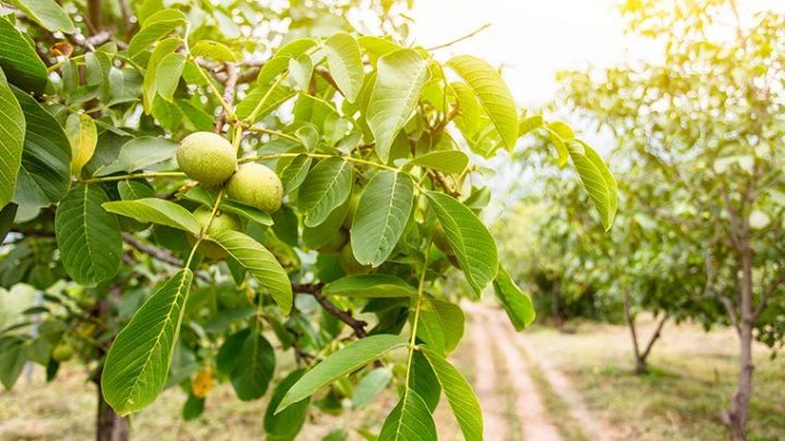 В Ингушетии планируют построить первый завод по переработке грецкого ореха