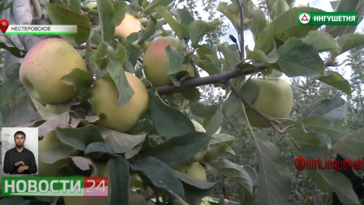 “Сад – гигант Ингушетия” собирает урожай яблок