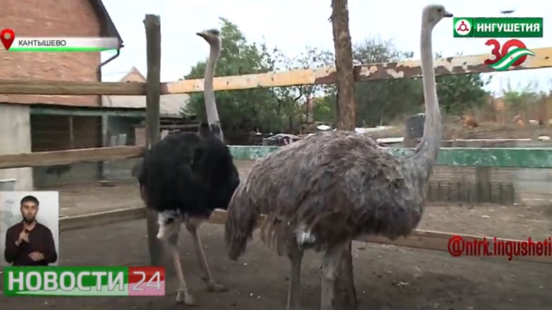 На птичьей ферме в сельском поселении Кантышево начали разводить страусов