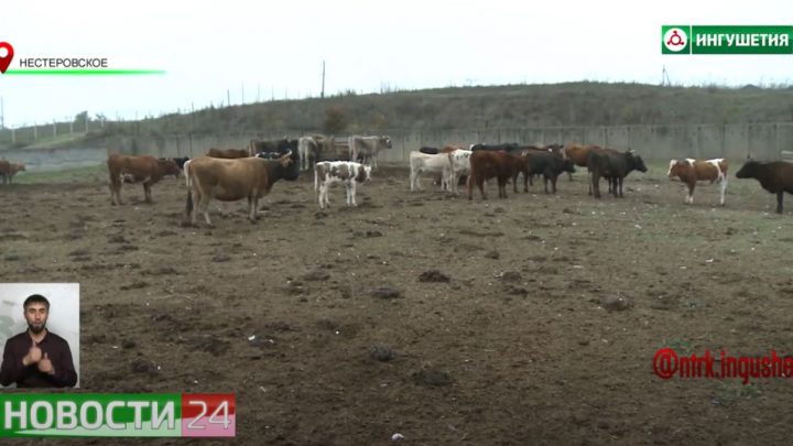 Фермеры Ингушетии получили грантовую помощь