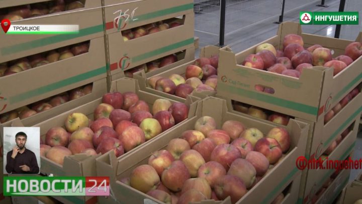В “Саду – гиганте Ингушетия” собрали рекордный урожай яблок