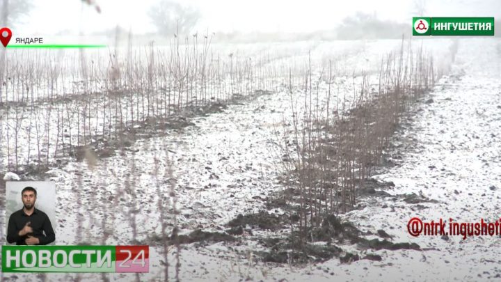 В КФХ “Хашагульгов” закладывается фруктовый сад