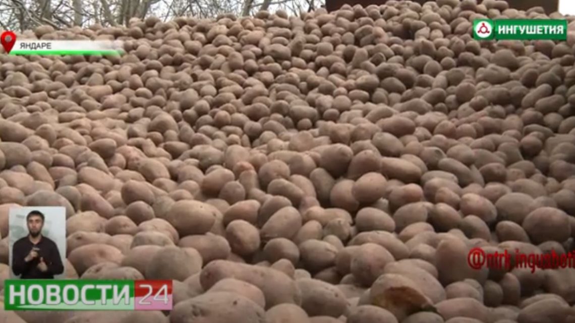 В крестьянско – фермерском хозяйстве начали посадку картофеля