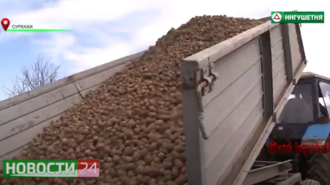 В ГУП “Магас” начался сезон посадки картофеля