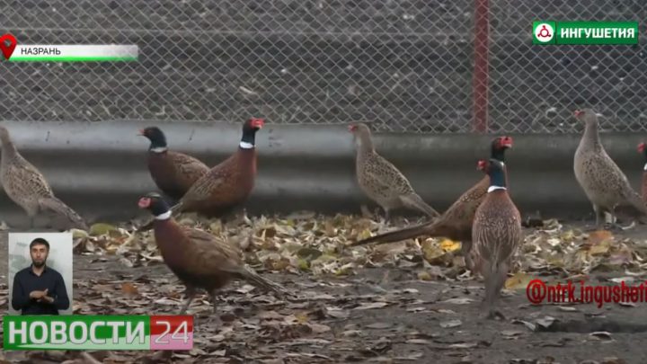 Ингушский фермер Багаудин Могушков разводит кавказских фазанов