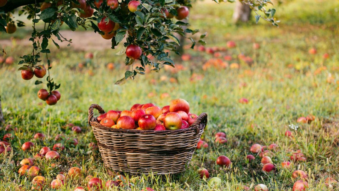 Ингушский “Алмавит Фрут ” в 2024 году заложит первые яблоневые сады