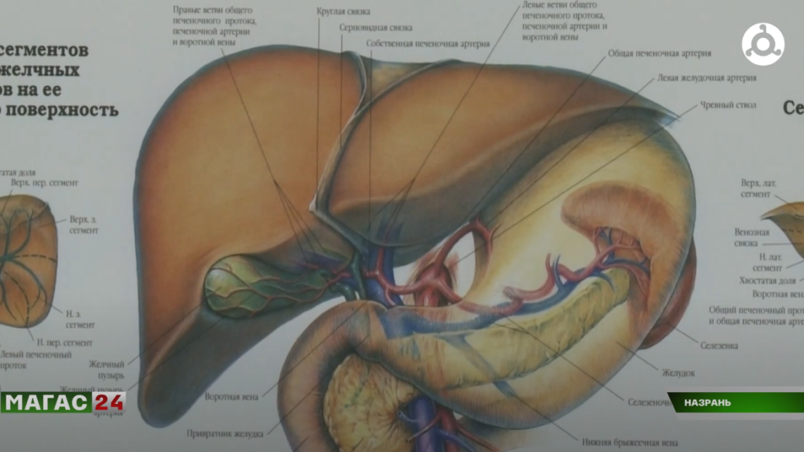 В России подводят итоги недели профилактики заболевания печени.